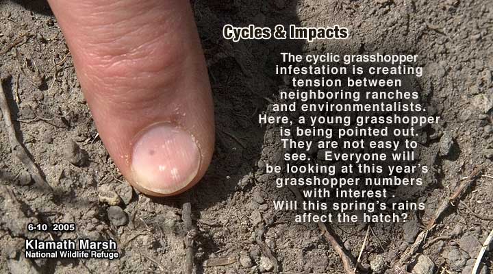 The cyclic grasshopperinfestation is creating tension between neighboring ranches and environmentalists. Here, a young grasshopper is being pointed out. They are not easy to
see.   Everyone will be looking at this year's grasshopper numbers with interest . Will this spring's rains affect the hatch?